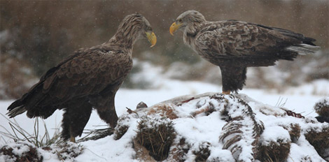 Пара орланів-білохвостів взимку