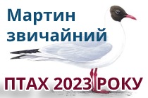 Птах року 2023 року в Україні - Мартин звичайний