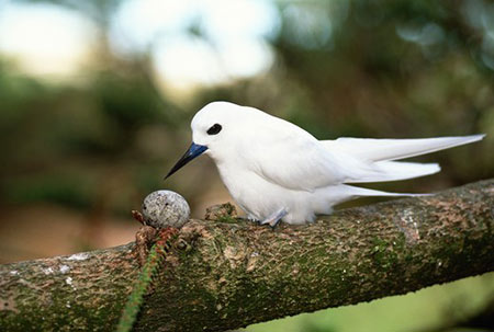 Крячок білий (Gygis alba)